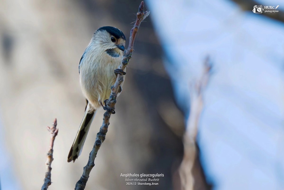 Silver-throated Tit - ML627985066