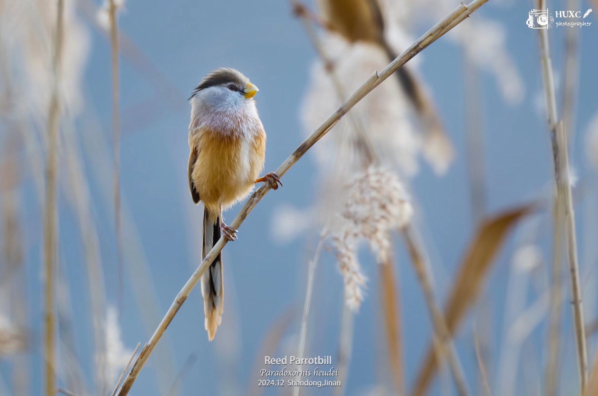 Reed Parrotbill - ML627985068