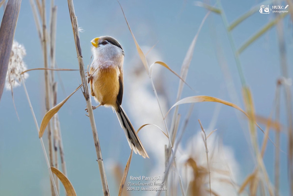 Reed Parrotbill - ML627985069