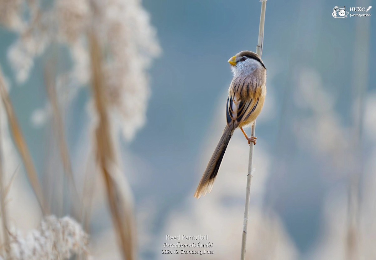 Reed Parrotbill - ML627985070