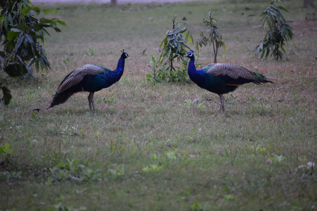Indian Peafowl - ML627985088