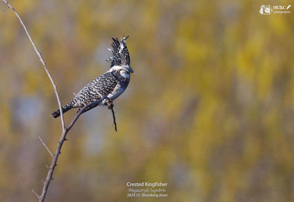 Crested Kingfisher - ML627985096