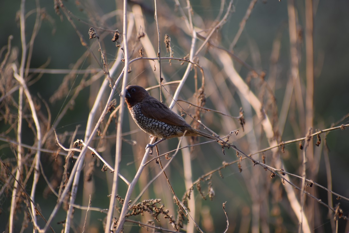 Scaly-breasted Munia - ML627985110