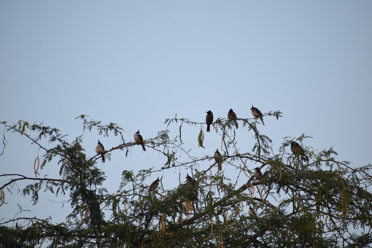 Red-vented Bulbul - ML627985116