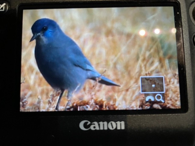 Geai des pinèdes - ML627985160