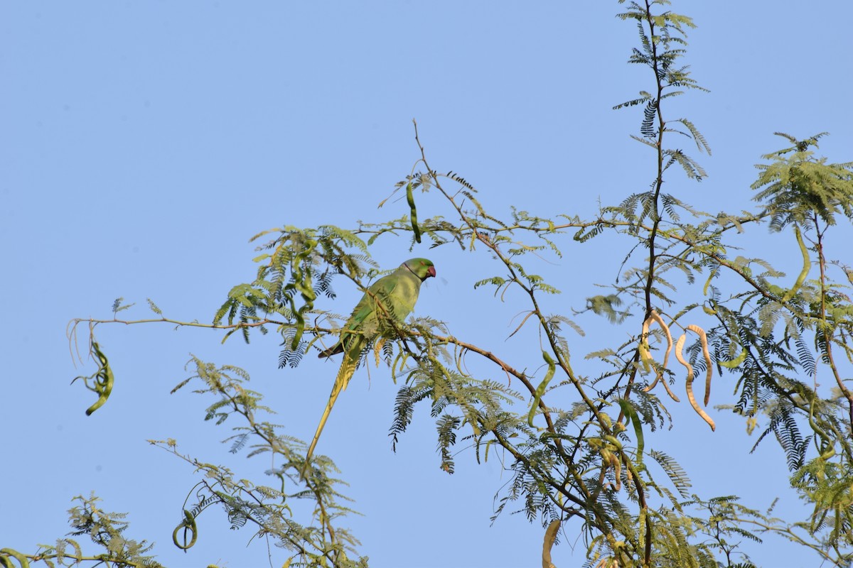 Rose-ringed Parakeet - ML627985168
