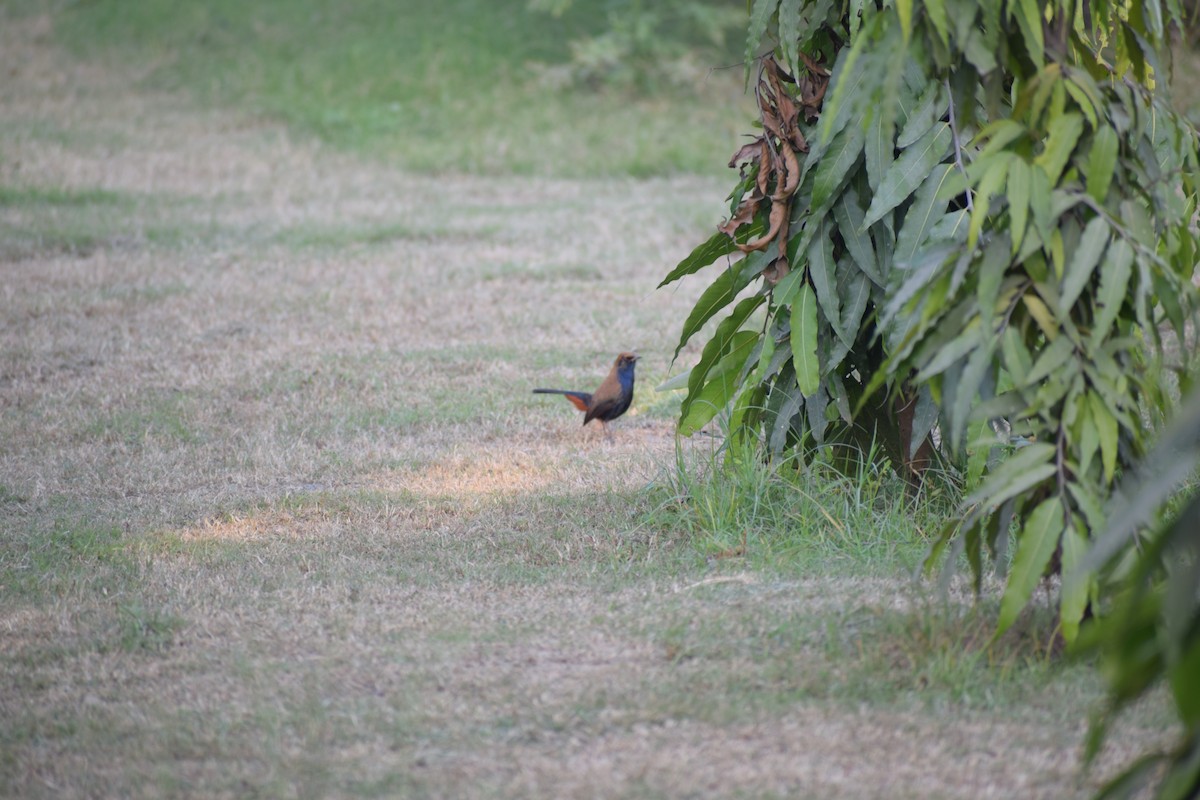 Indian Robin - ML627985172