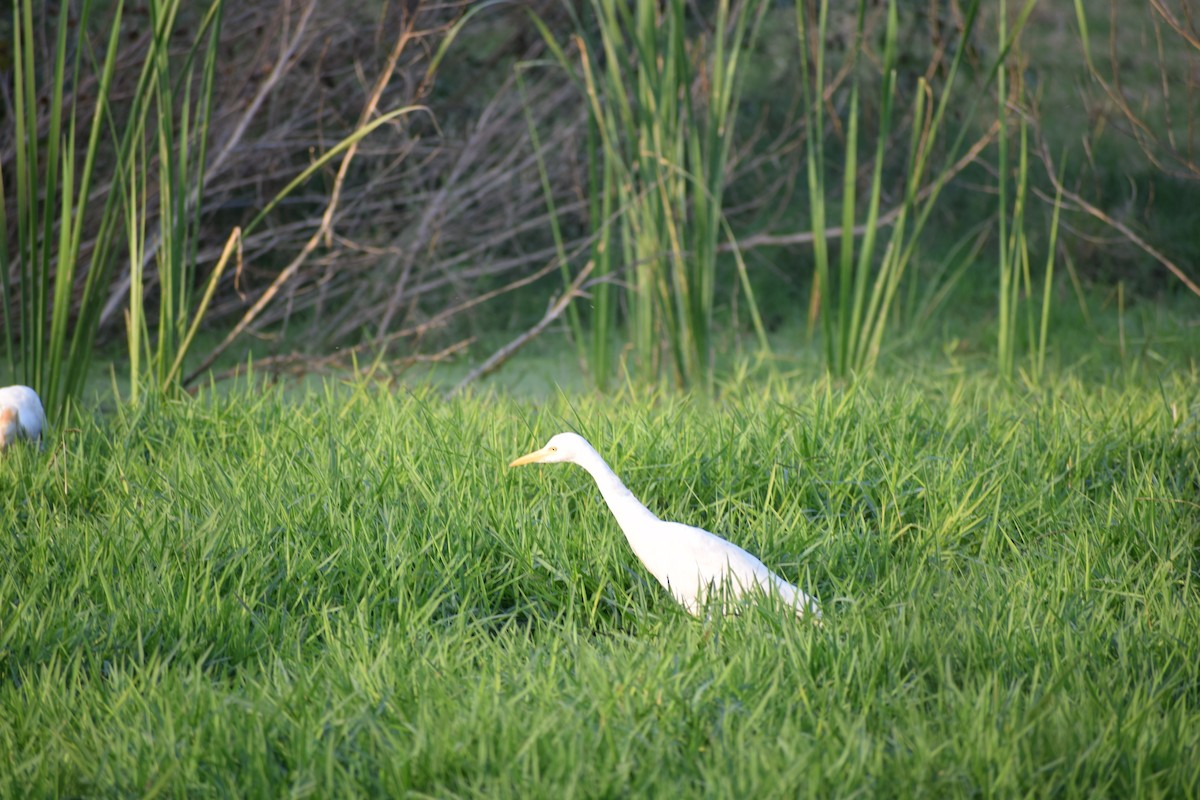Eastern Cattle-Egret - ML627985183