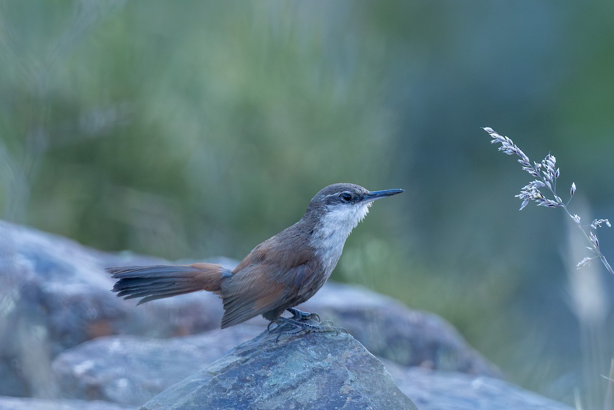 Crag Chilia - ML627985239