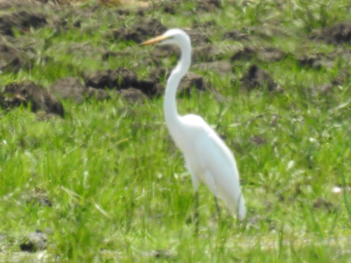 Yellow-billed Egret - ML627985243