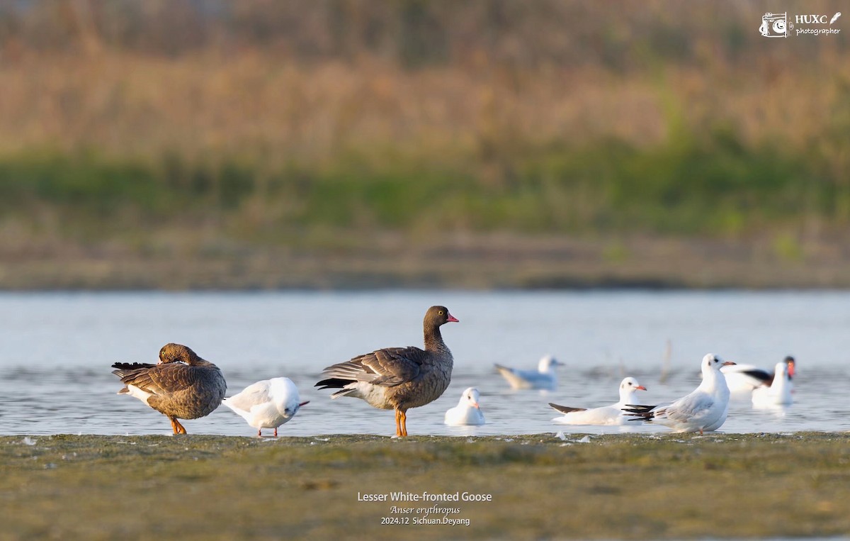 Lesser White-fronted Goose - ML627985297