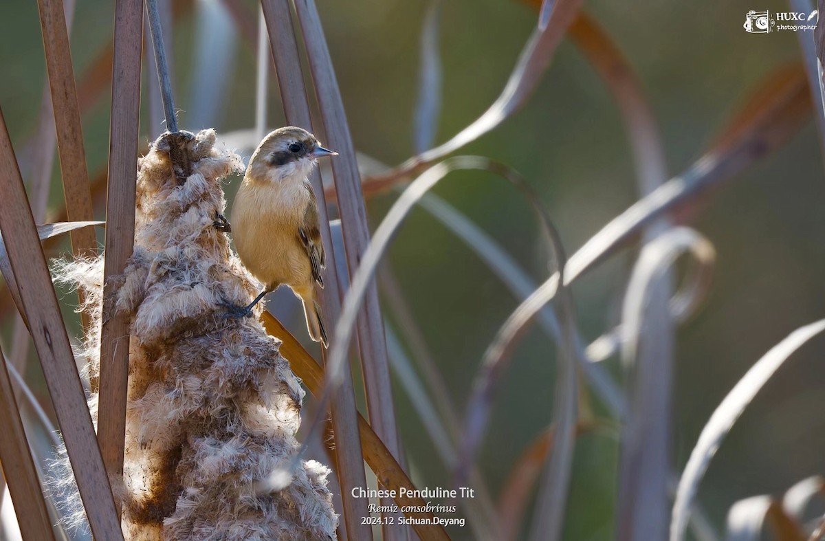 Chinese Penduline-Tit - ML627985298