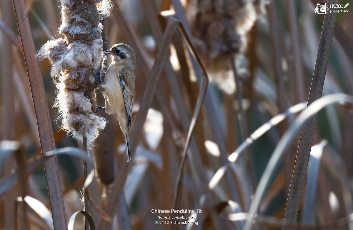 Chinese Penduline-Tit - ML627985299