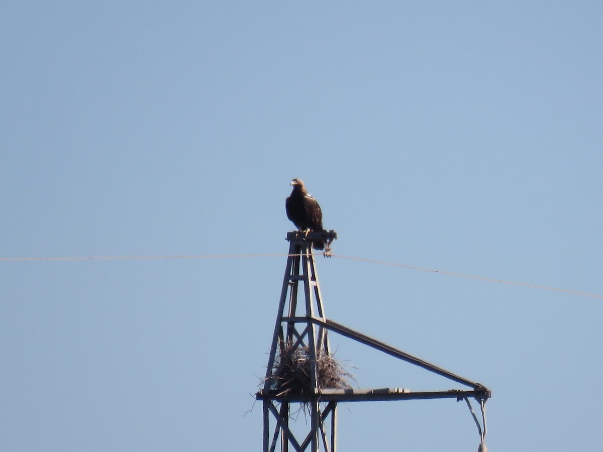 Spanish Eagle - ML627985319