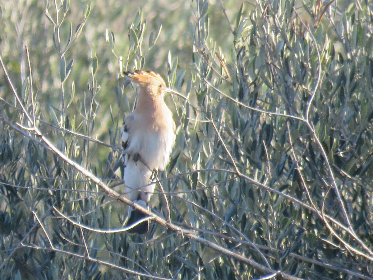 Common Hoopoe - ML627985320