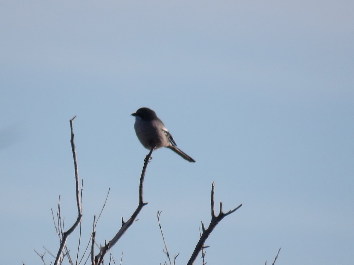 Iberian Gray Shrike - ML627985325