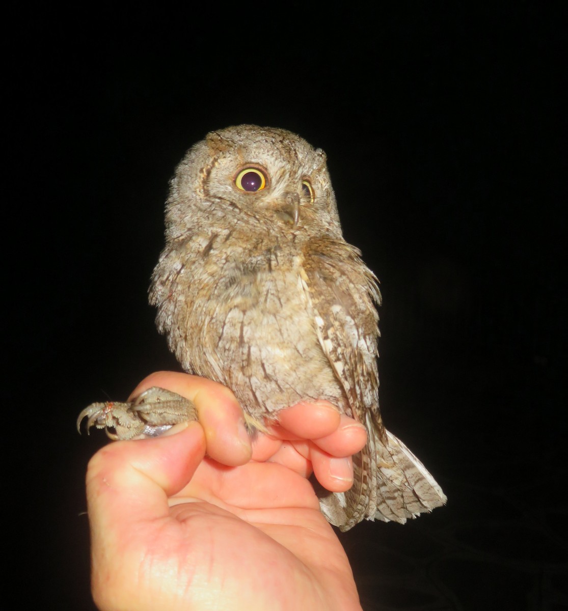 Eurasian Scops-Owl - ML627985329