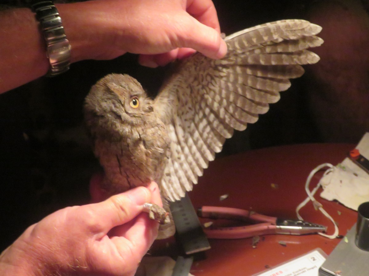 Eurasian Scops-Owl - ML627985330
