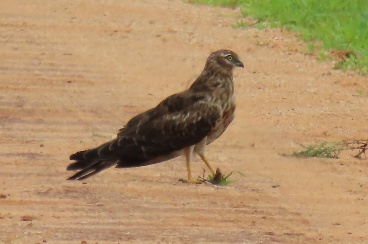 Pallid Harrier - ML627985424