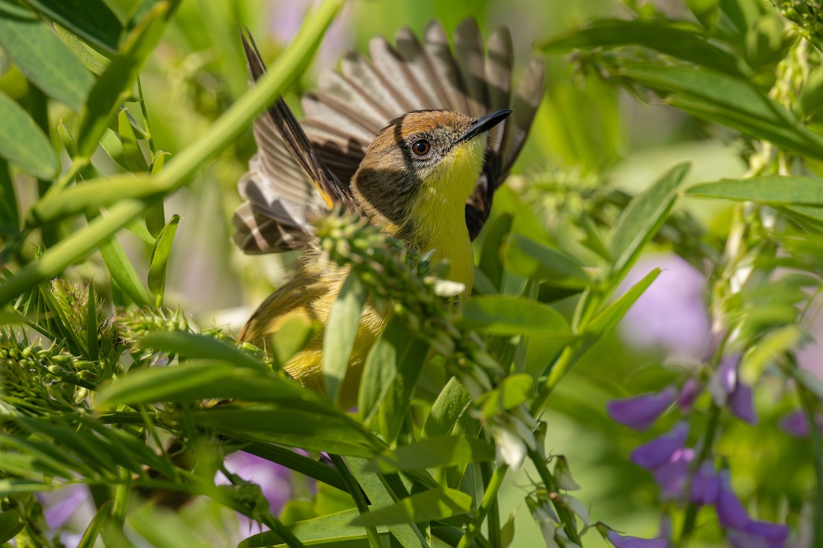 Ticking Doradito - ML627985435