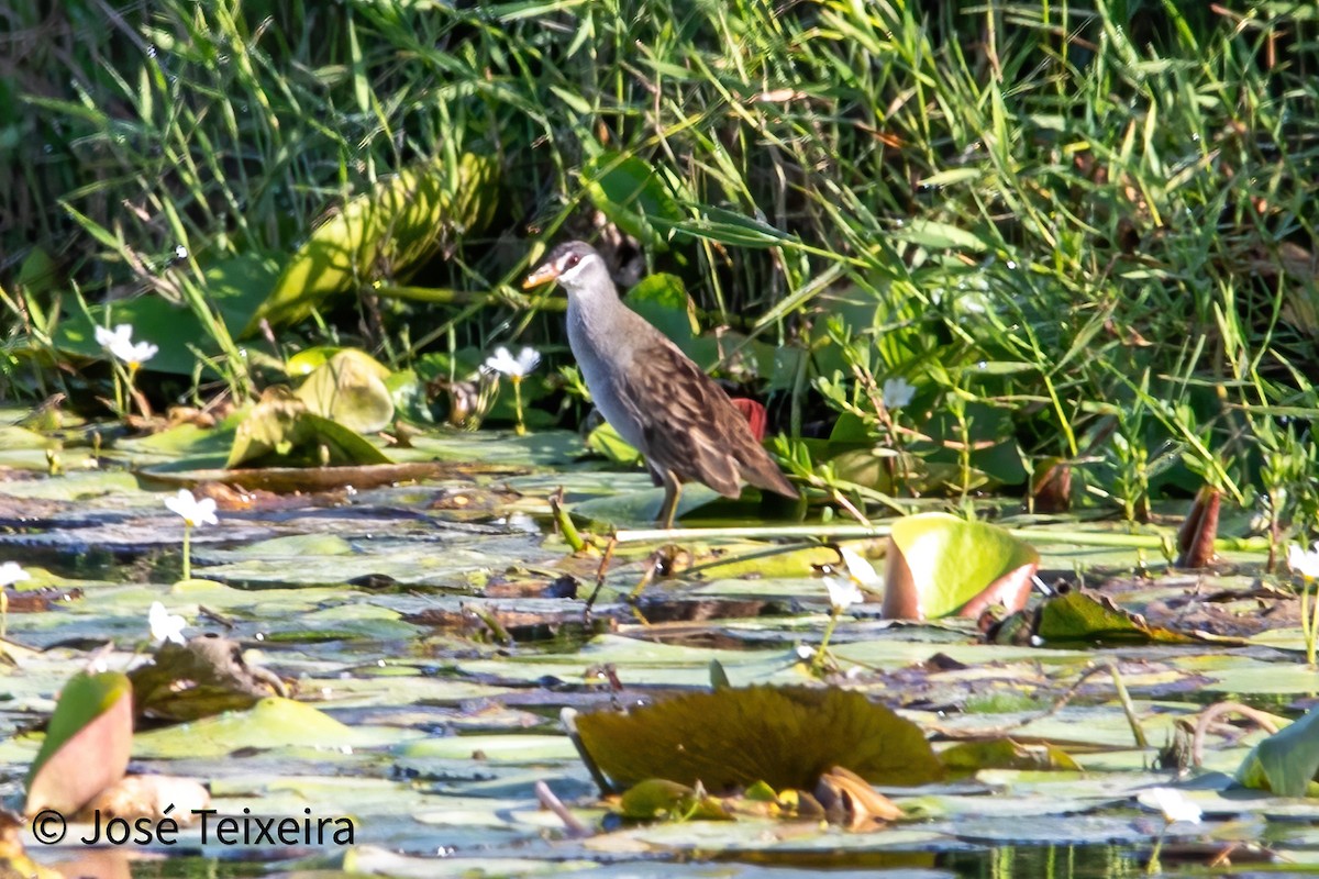 White-browed Crake - ML627985484