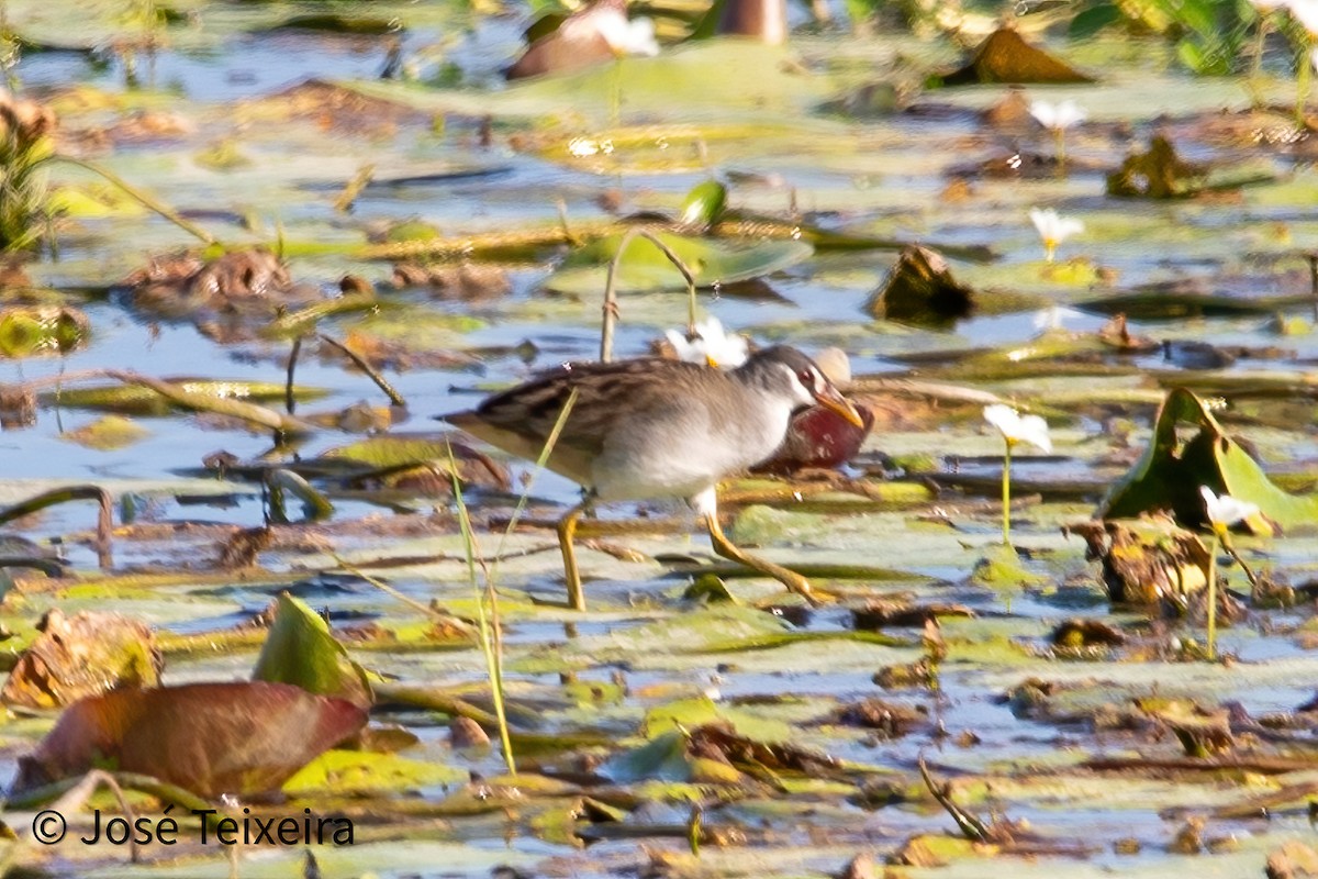 White-browed Crake - ML627985488