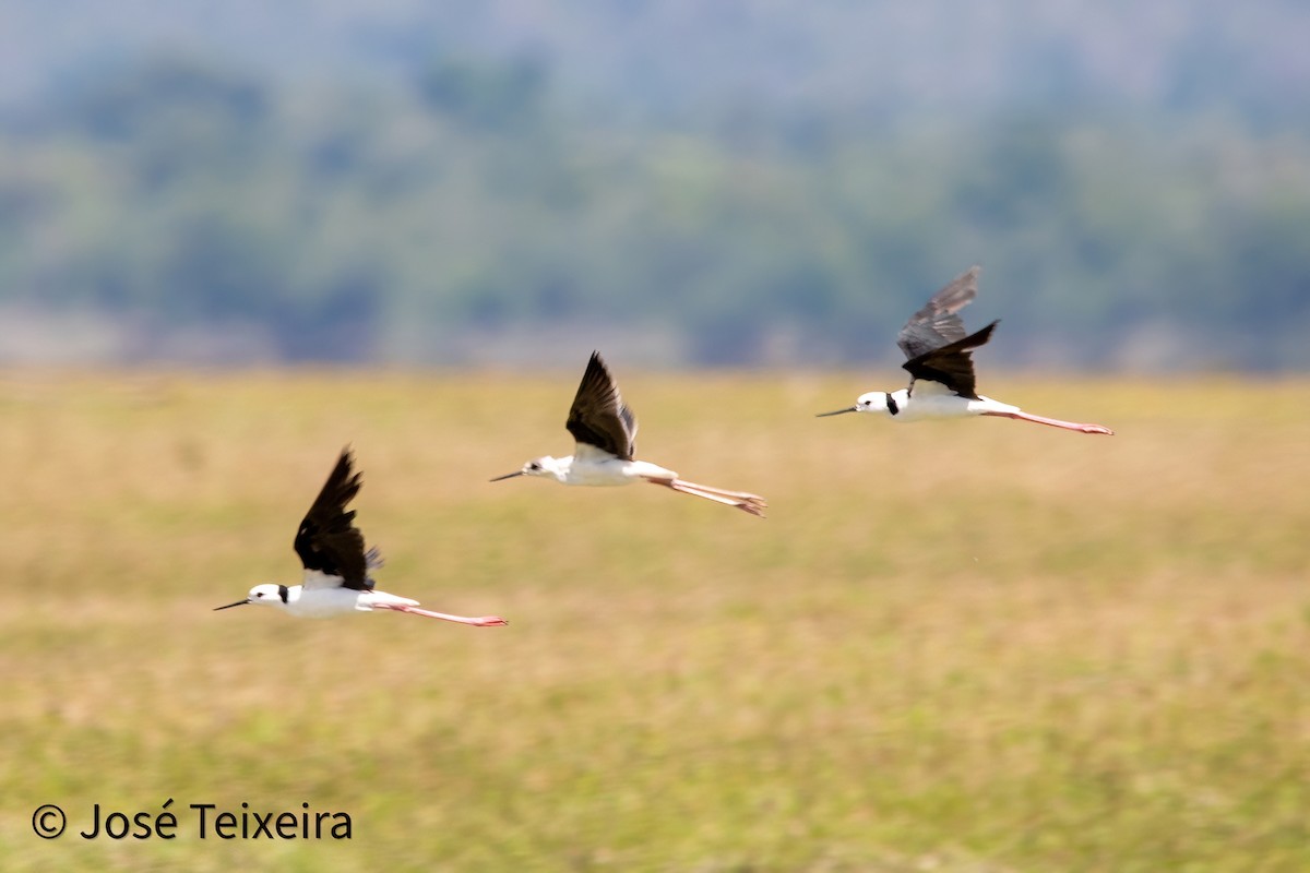 Pied Stilt - ML627985491