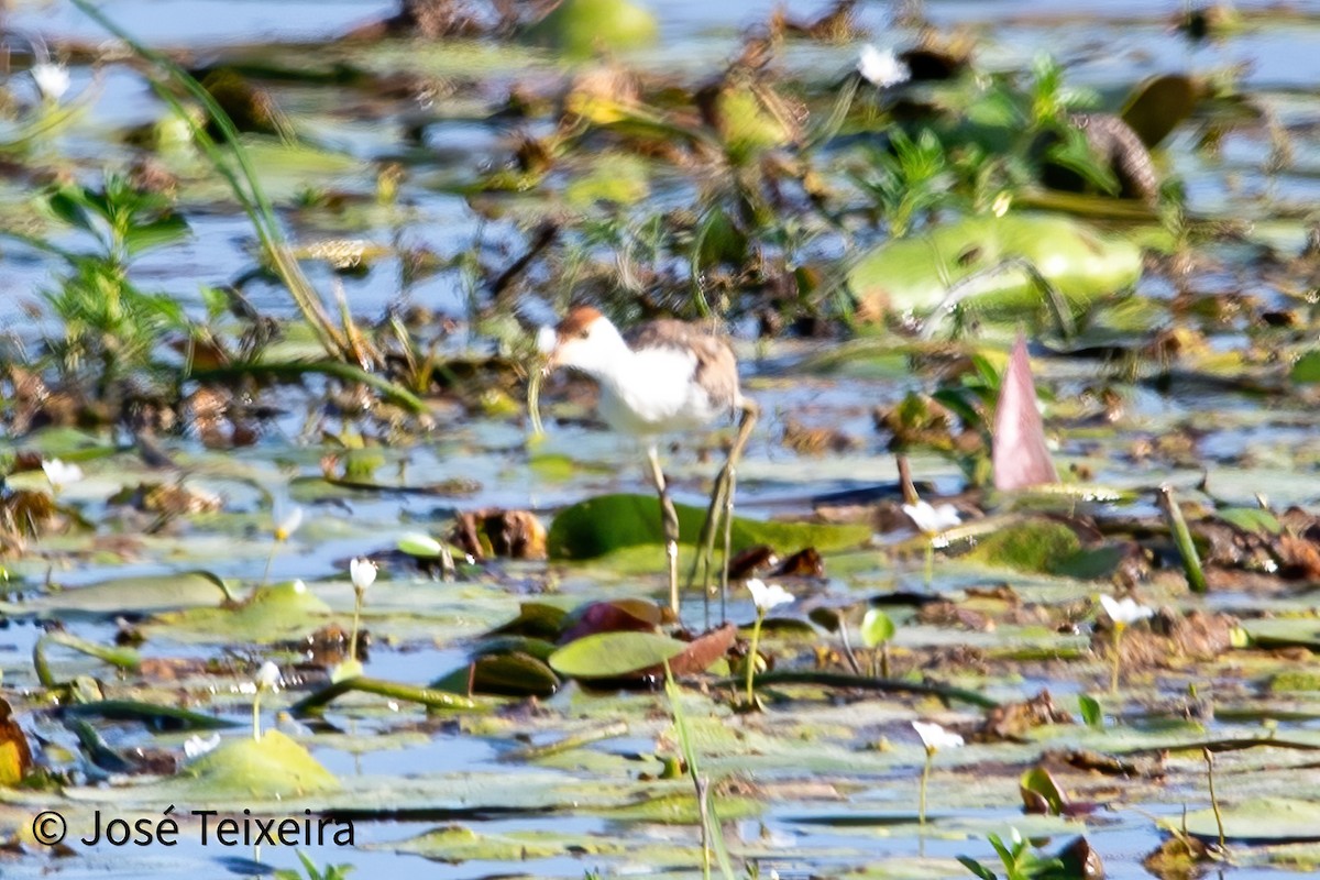 Comb-crested Jacana - ML627985498