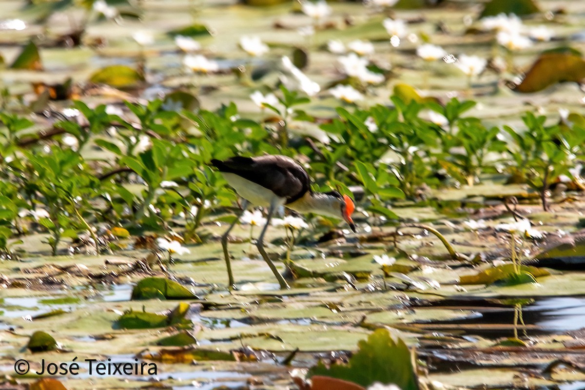 Comb-crested Jacana - ML627985503