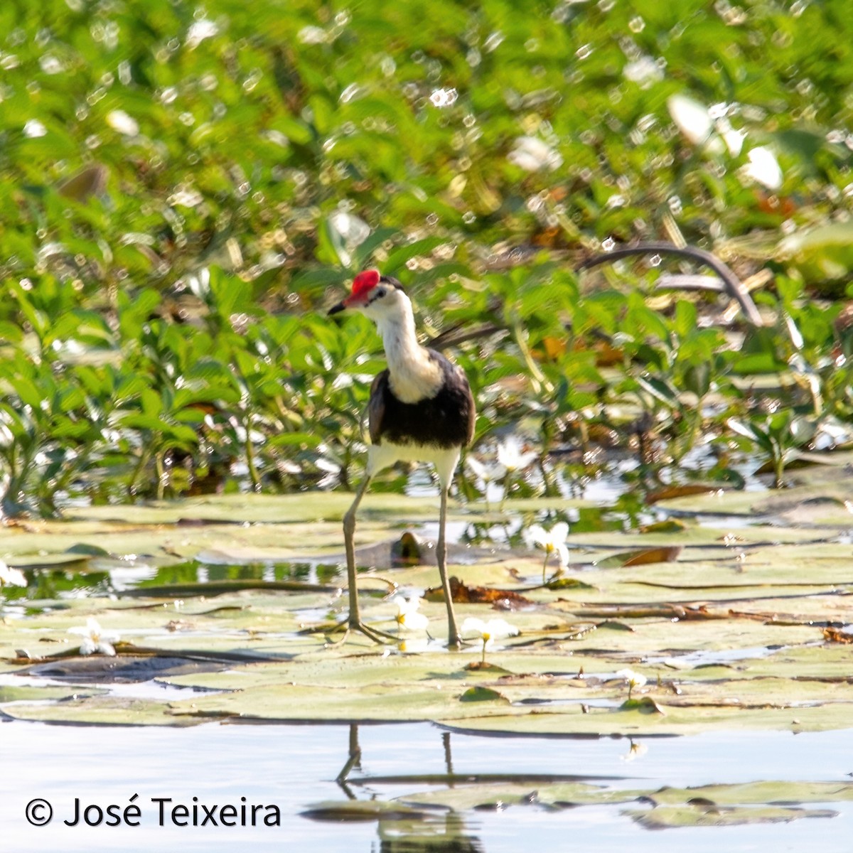 Comb-crested Jacana - ML627985505