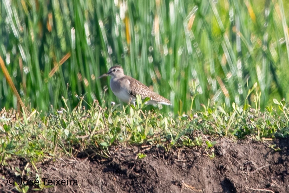 Wood Sandpiper - ML627985510