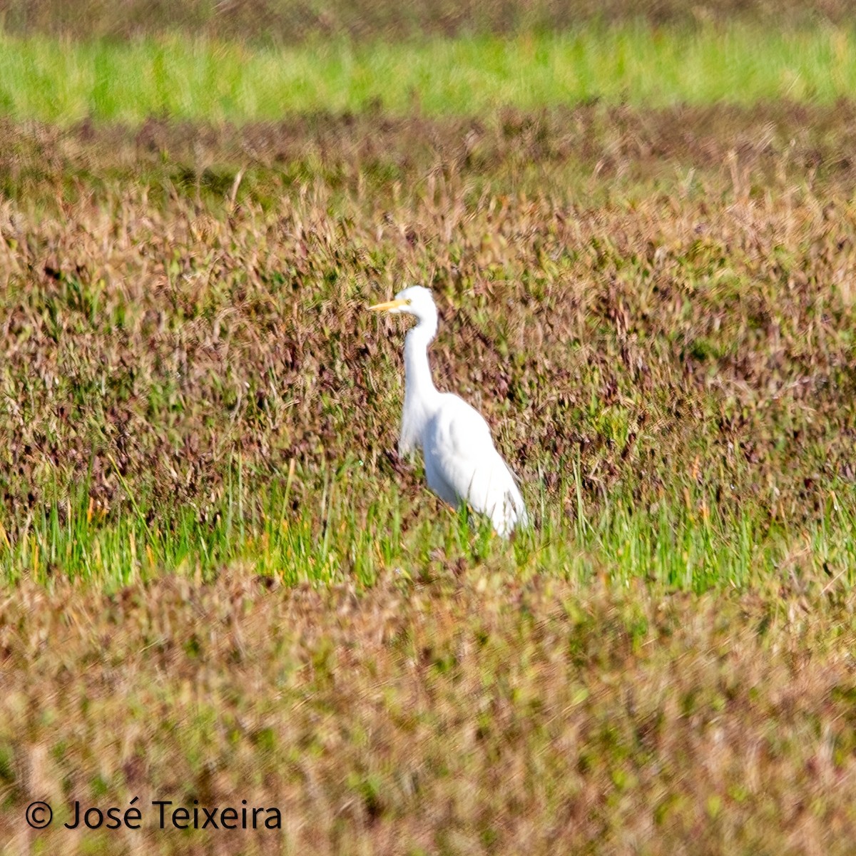 Little Egret - ML627985513