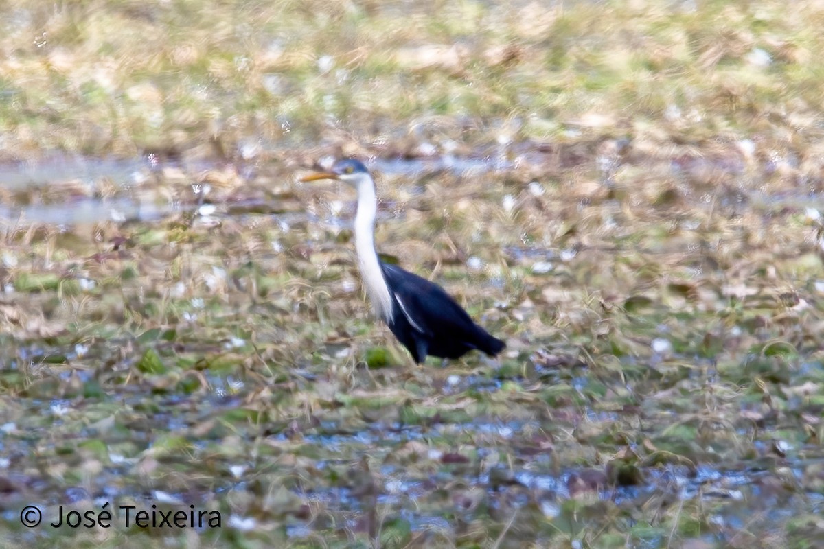 Pied Heron - ML627985517