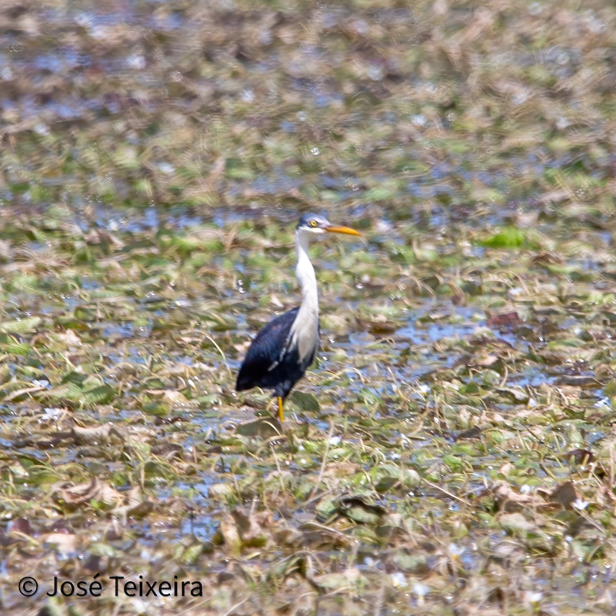 Pied Heron - ML627985524