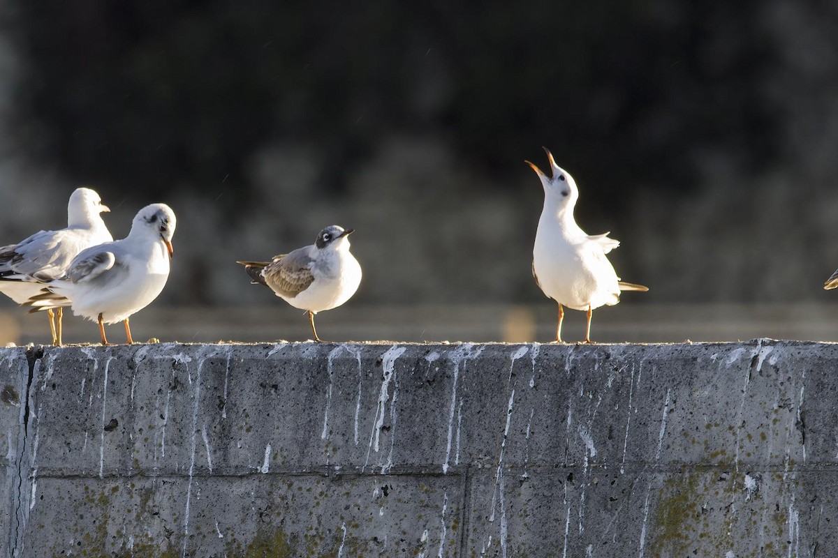 Franklin's Gull - ML627985525