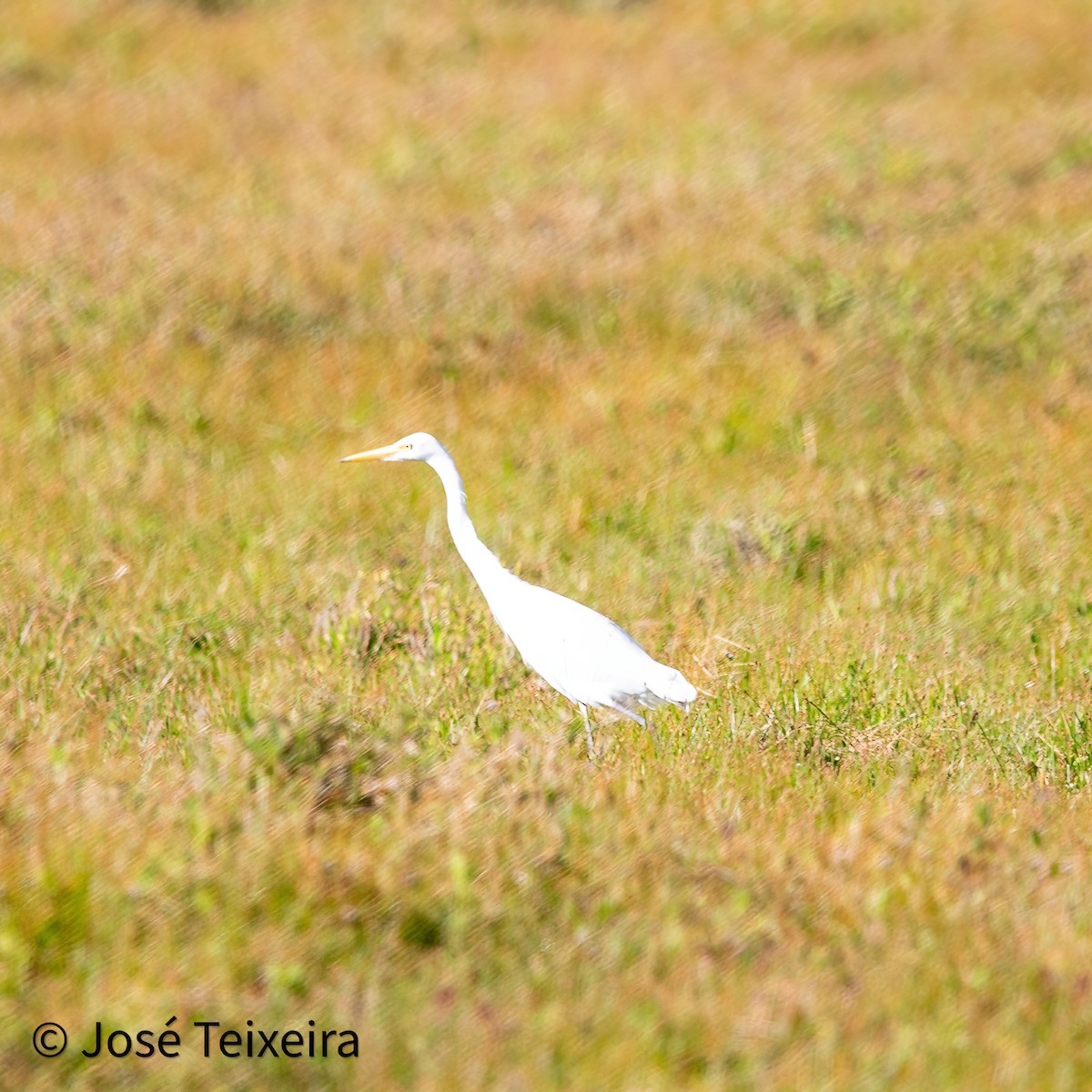 Great Egret - ML627985526