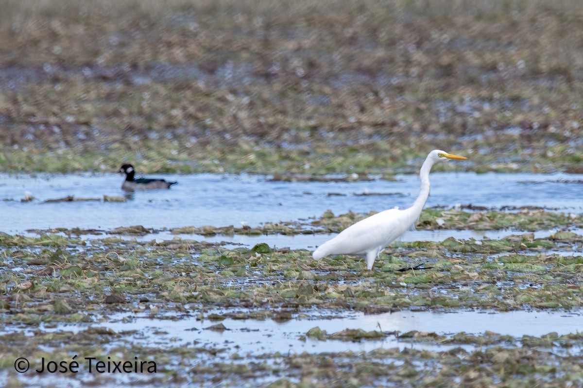 Great Egret - ML627985528