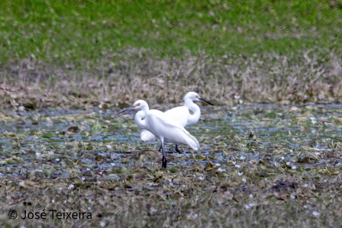 Eastern Cattle-Egret - ML627985532