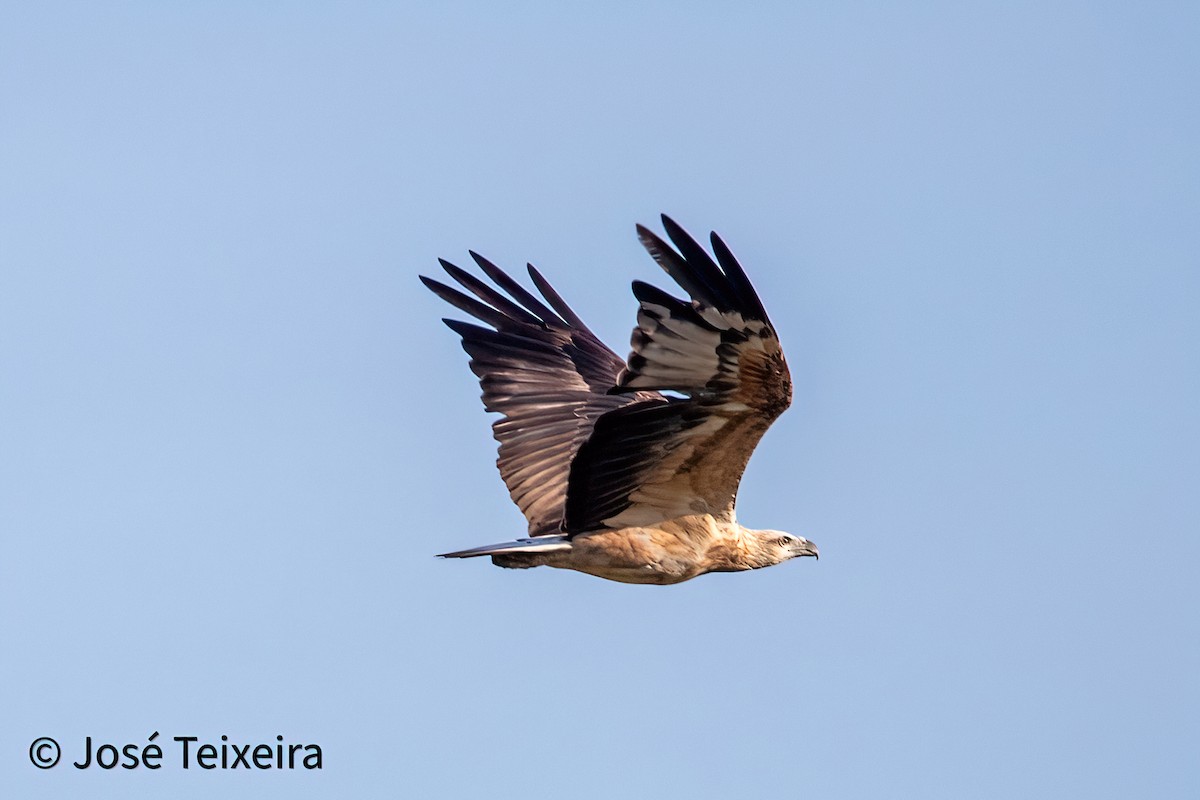 Black Kite - ML627985547