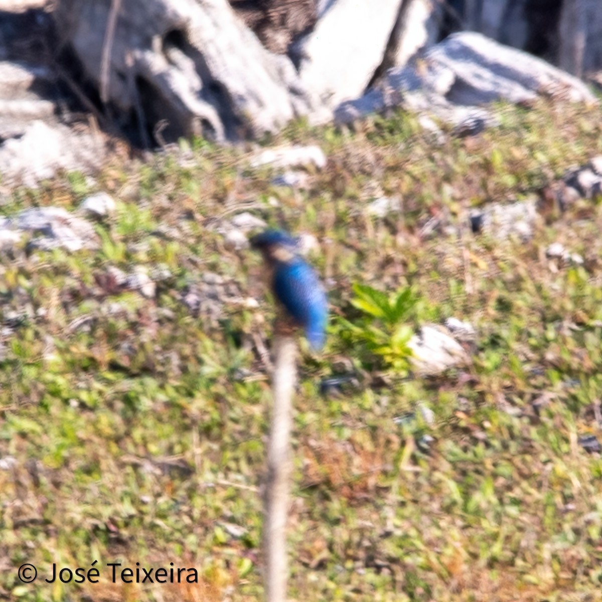 Common Kingfisher - ML627985552