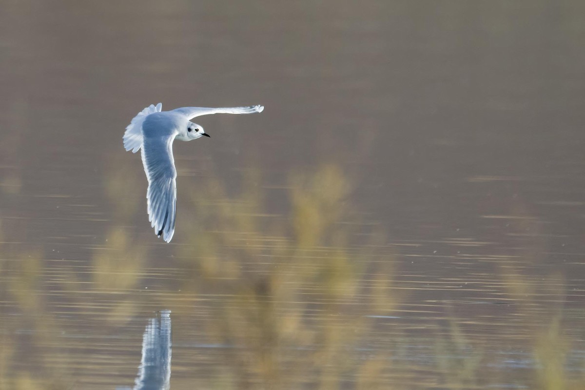 Little Gull - ML627985554