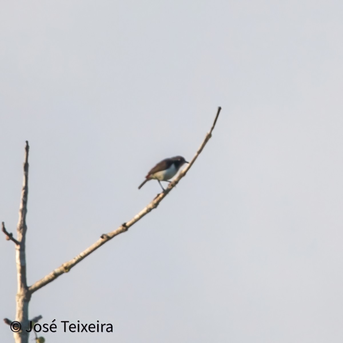 Black-breasted Myzomela - ML627985555