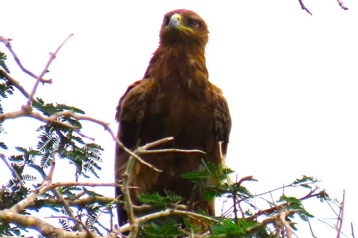 Tawny Eagle - ML627985560