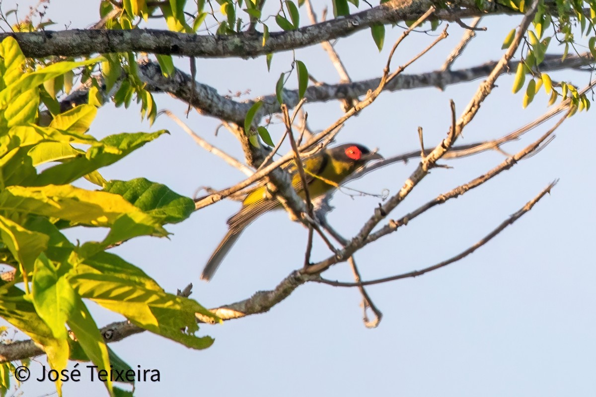 Green Figbird - ML627985561