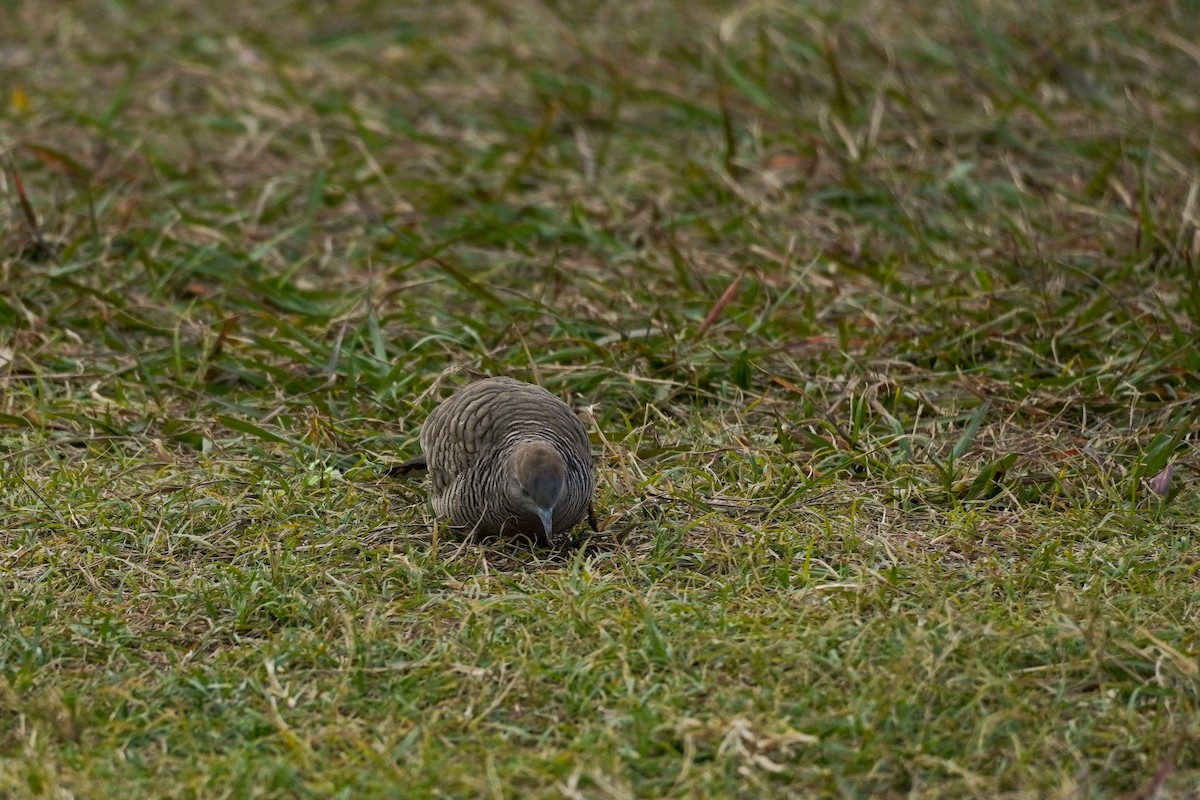 斑馬鳩 - ML627985564