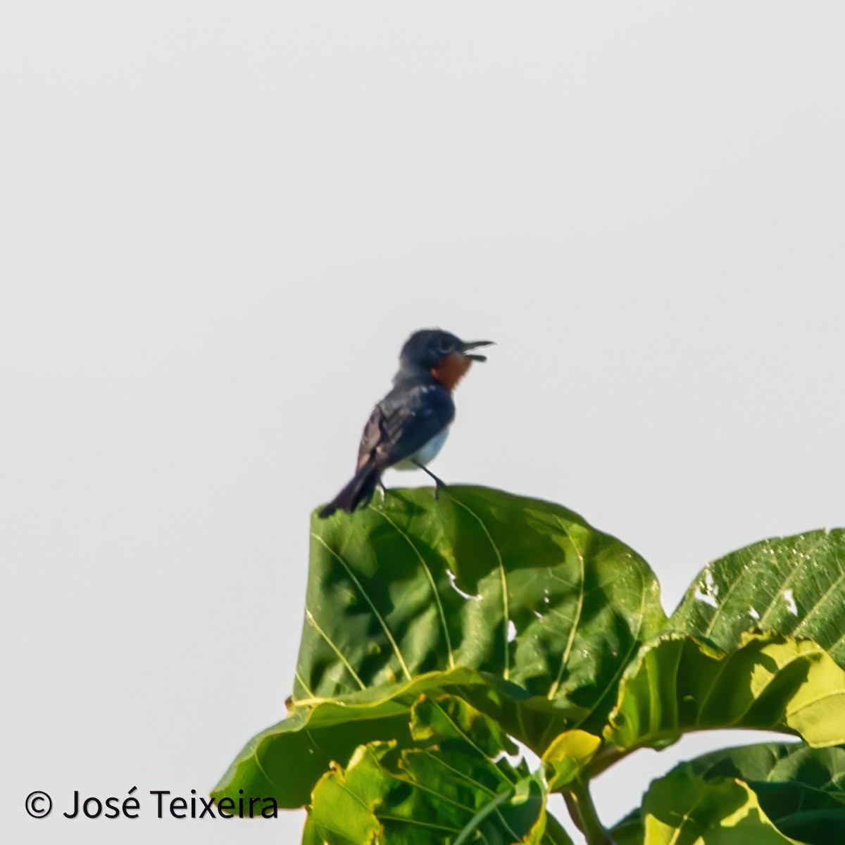 Broad-billed Flycatcher - ML627985572