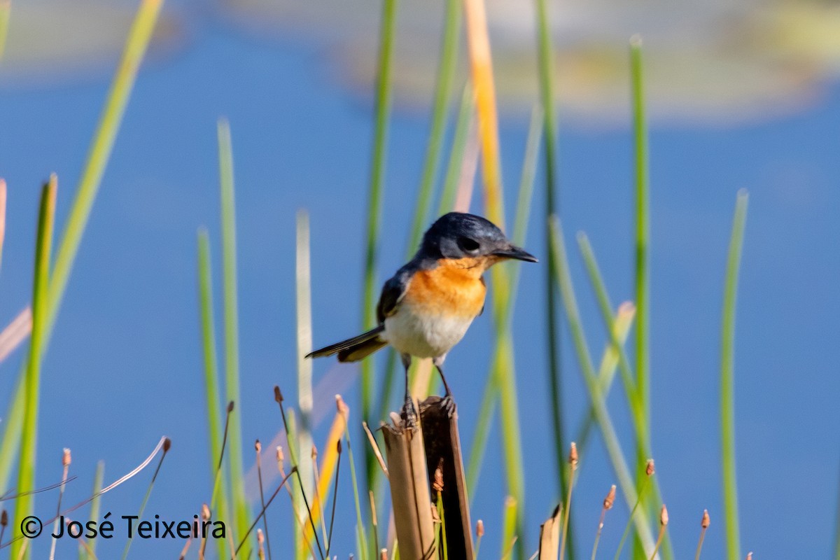 Broad-billed Flycatcher - ML627985576