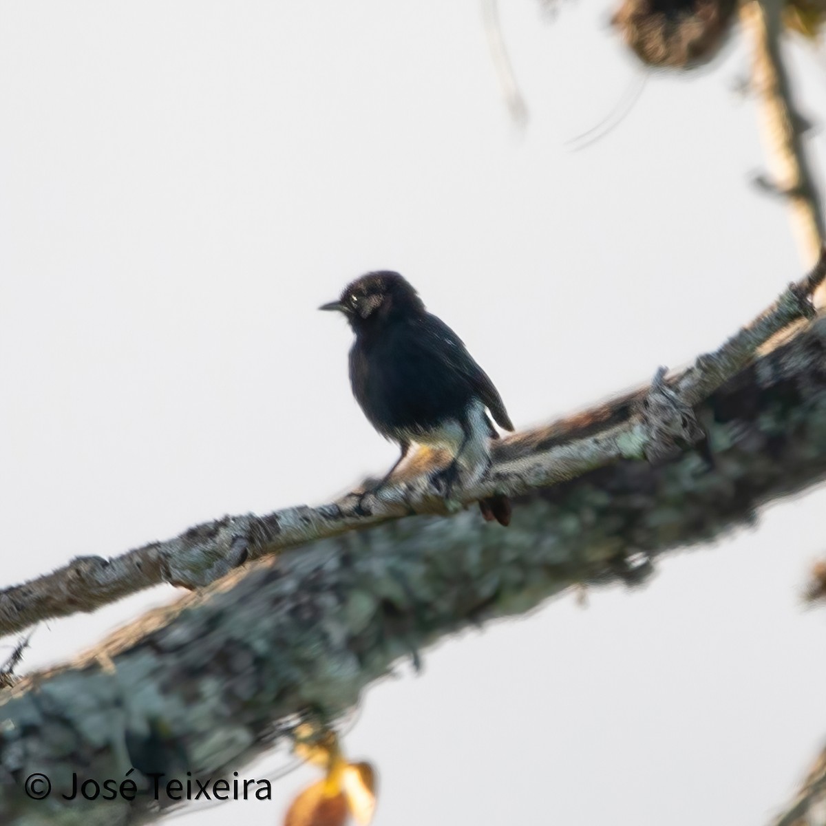 Pied Bushchat - ML627985577