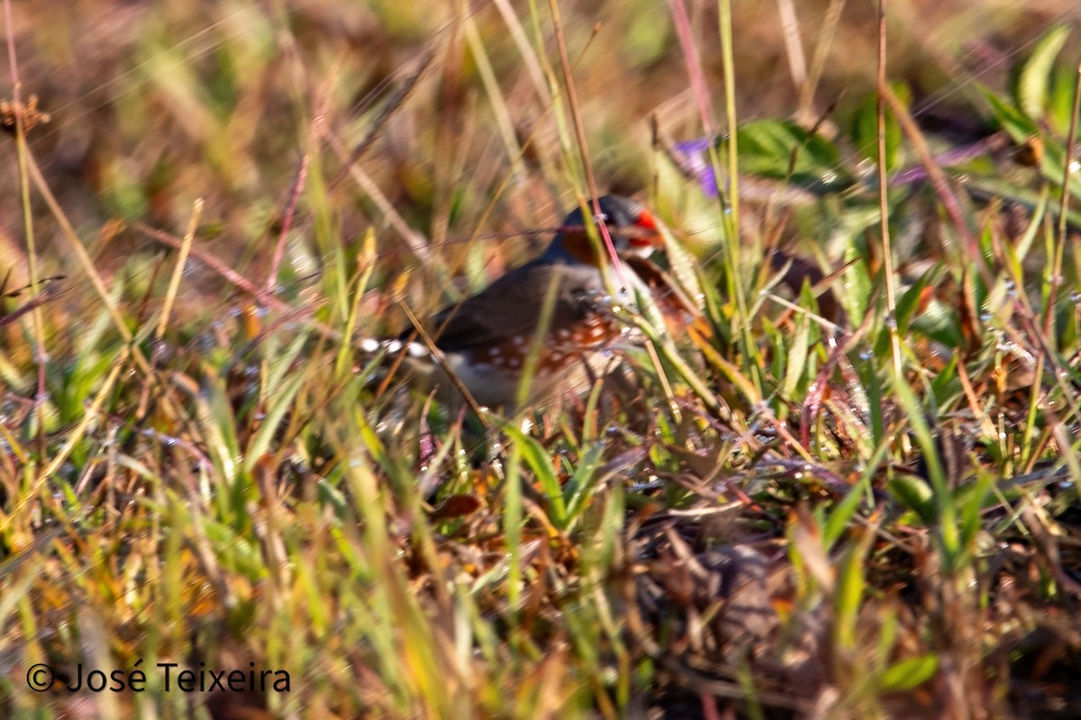 Zebra Finch - ML627985580