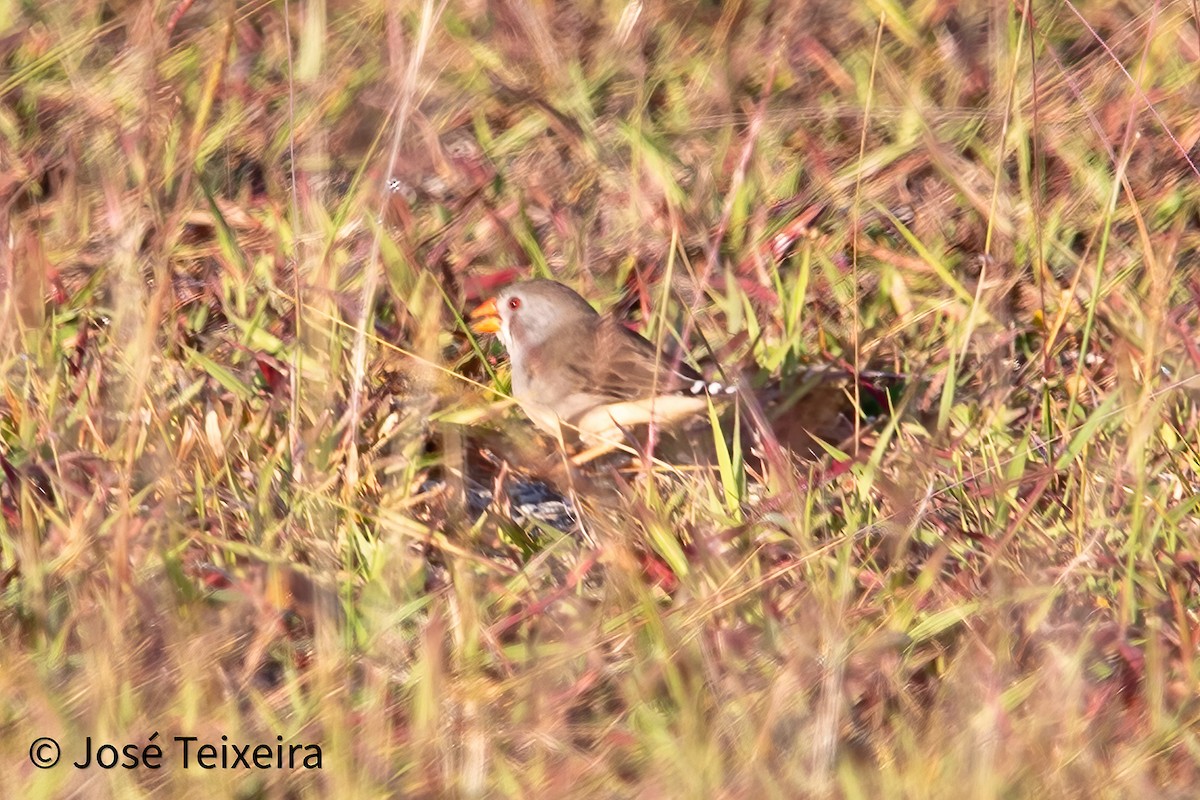 Zebra Finch - ML627985586